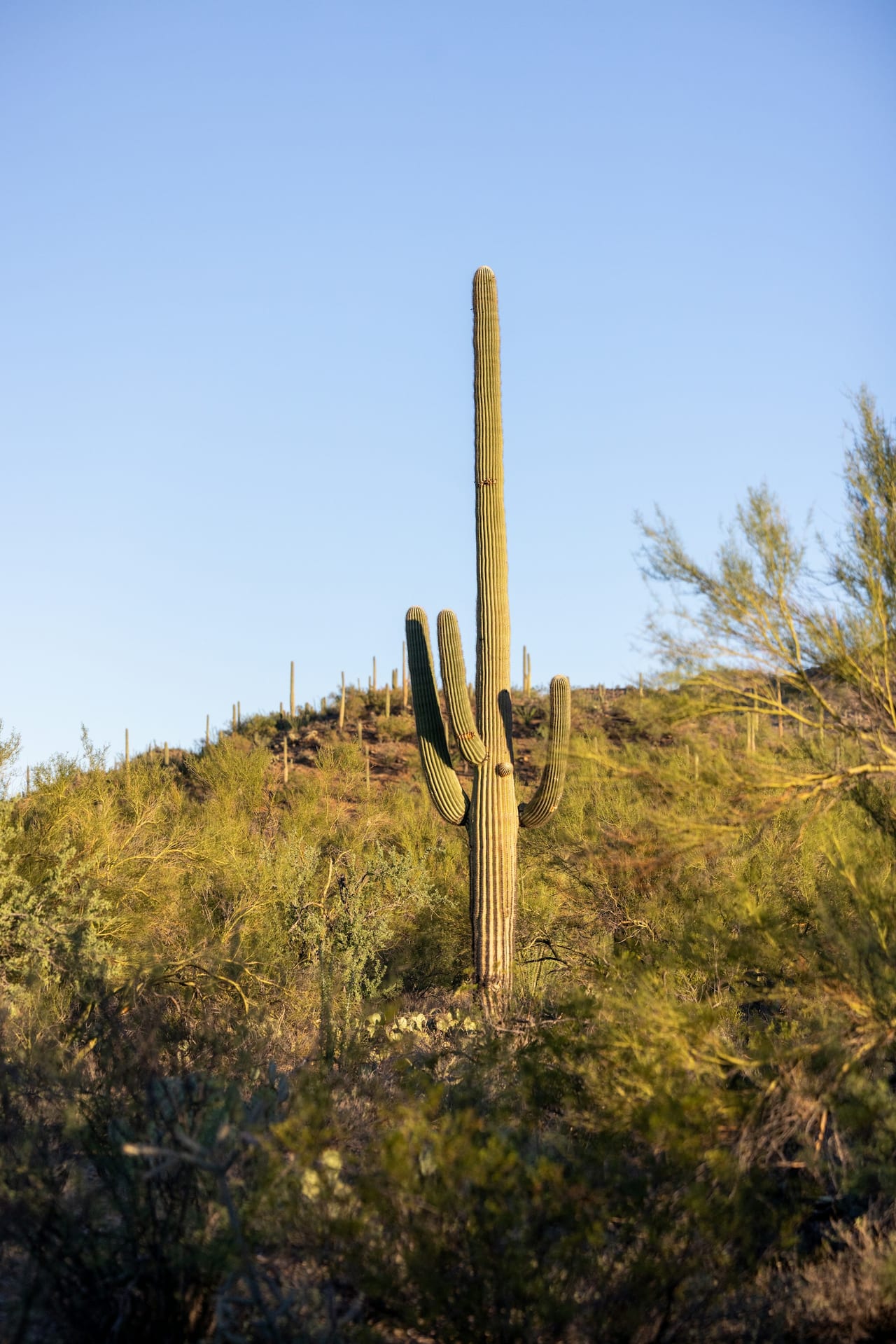 Saguaro cacti and rocky Sonoran Desert landscape in Saguaro National Park, Arizona